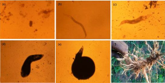 Characterization of Root-knot Nematodes (Meloidogyne spp.) Associated ...