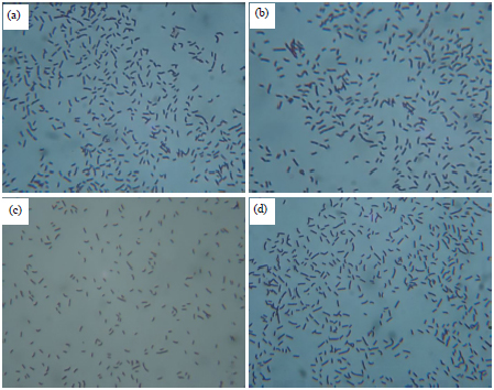 Characterization And Confirmation Of Lactobacillus Spp From Selective Regional Yoghurts For Probiotic And Interference With Pathogenic Bacterial Growth Accelerated Mobile Page