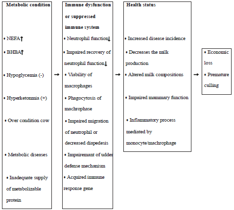 Metabolic, Inflammatory and Immune Adaptation in Periparturient Dairy ...