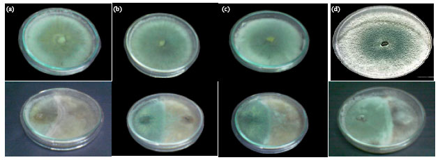 Image for - Antagonistic Activity of Some Fungi and Cyanobacteria Species against Rhizoctonia solani