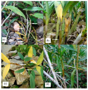 Image for - Phytophthora nicotianae Causing Dendrobium Blight in Yunnan Province, China