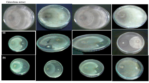 Image for - Antagonistic Activity of Some Fungi and Cyanobacteria Species against Rhizoctonia solani