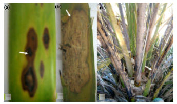 Image for - Date Palm (Phoenix dactylifera L.) Fungal Diseases in Najran, Saudi Arabia