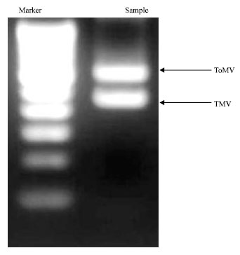 Image for - Detection of Mixed Infection of Tobamoviruses in Tomato and Bell Pepper by using RT-PCR and Duplex RT-PCR