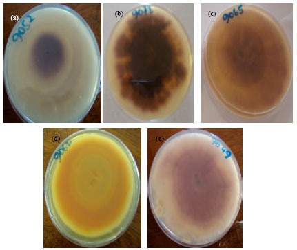 Image for - Diversity of Gibberella fujikuroi Species Complex Isolated from Maize Produced in Uganda