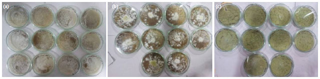 Image for - Betel Vine Leaf Extract Inhibits Mildew Fungus of Nyctanthes arbor-tristis Growth under in vitro Conditions