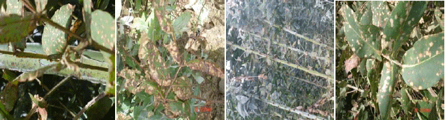 Image for - Eucalyptus Globulus (E. globulus) Leaf Spot and Stem Canker Diseases Due to Phoma spp. In North and North West Ethiopia