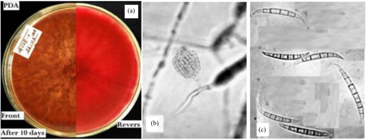 Image for - Identification of Fusarium Species Responsible to Cause Wheat Head Blight in Southwestern Ethiopia