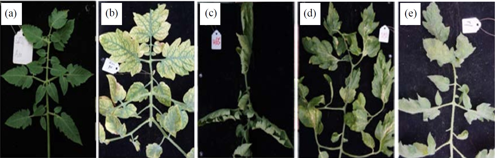 Image for - Investigation of Tomato chlorosis virus Infection in Tomato Growth Facilities in Shanghai, China