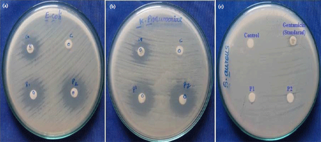 Image for - In vitro Antioxidant and Antimicrobial Activity of
Polysaccharides Extracted from Edible Mushrooms Pleurotus
florida and Agrocybe cylindracea