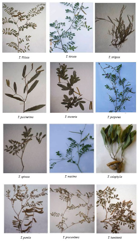 Image for - Genetic Relationship Among Tephrosia Species as Revealed by RAPD Analysis