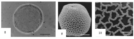 Image for - Pollen Morphology of Six Aquatic Angiosperms from Saudi Arabia