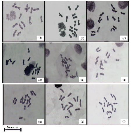 Image for - Cytogenetic Studies in Some Species of Bromus L. in Iran