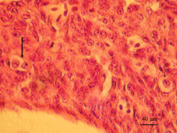 Image for - A Histological and Ultrastructural Study of Gland Cells in the Ovary of the Sexually Immature Ostrich (Struthio camelus)