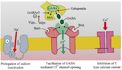 Image for - GABA Modulating Agents: A Brief Review