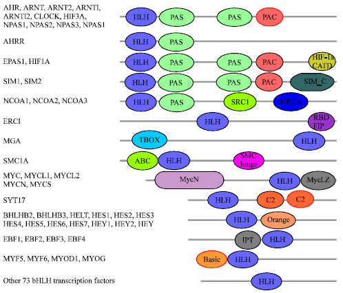 Image for - Comparative Studies on Human and Rat Basic Helix-loop-helix Proteins