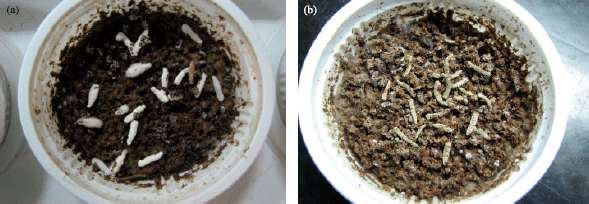 Image for - Laboratory Evaluation of Pathogenicity of Entomopathogenic Fungi, Beauveria bassiana (Bals.) Vuill. and Metarhizium anisopliae (Metch.) Sorok. to Larvae and Adults of the House Fly, Musca domestica L. (Diptera: Muscidae)