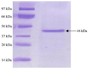Image for - Purification and Characterization of Chitosanase Enzyme from Streptomyces cyaneogriseus