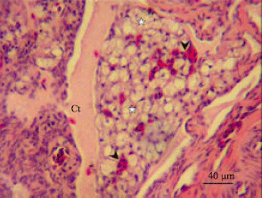 Image for - A Histological and Ultrastructural Study of Gland Cells in the Ovary of the Sexually Immature Ostrich (Struthio camelus)