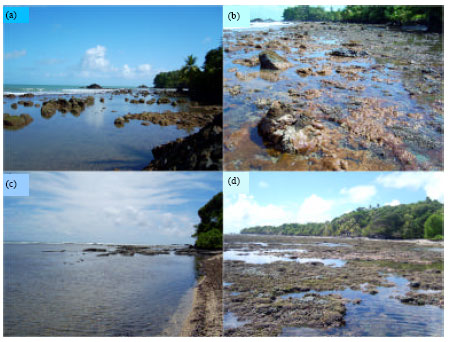 Image for - Rapid Assessment of a Coral Reef Community in a Marginal Habitat in the Southern Caribbean: A Simple Way to Know What’s out There