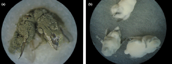 Image for - Laboratory Evaluation of Pathogenicity of Entomopathogenic Fungi, Beauveria bassiana (Bals.) Vuill. and Metarhizium anisopliae (Metch.) Sorok. to Larvae and Adults of the House Fly, Musca domestica L. (Diptera: Muscidae)