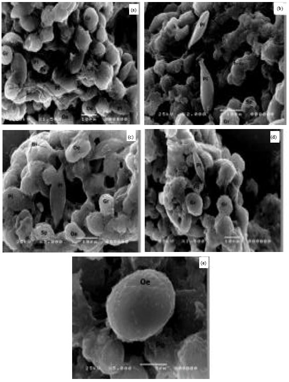 Image for - Effect of Bacillus thuringiensis and Farnesol on Haemocytes Response and Lysozymal Activity of the Black Cut Worm Agrotis ipsilon Larvae
