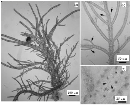 Image for - Ulva multiramosa sp. nov.: A New Interpretation of Enteromorpha multiramosa Bliding Ined. (Chlorophyta)