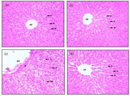 Image for - Dimethoate-induced Oxidative Stress and Morphological Changes in the Liver of Guinea Pig and the Protective Effect of Vitamin C and E
