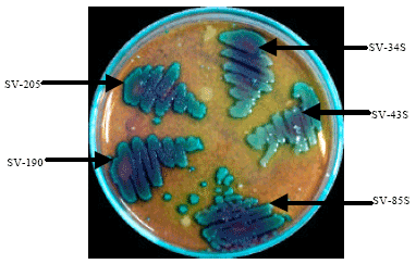 Image for - A Cost Effective Method for Screening and Isolation of Xylan Degrading Bacteria Using Agro Waste Material