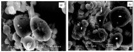 Image for - Effect of Bacillus thuringiensis and Farnesol on Haemocytes Response and Lysozymal Activity of the Black Cut Worm Agrotis ipsilon Larvae