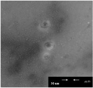 Image for - Characterization of Two Lytic Bacteriophages of Streptococcus sobrinus Isolated from Caspian Sea