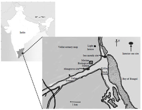 Image for - Multivariate Analysis of Phytoplankton in Relation to Physicochemical Parameters Disparity in Parangipettai Waters, Southeast Coast of India