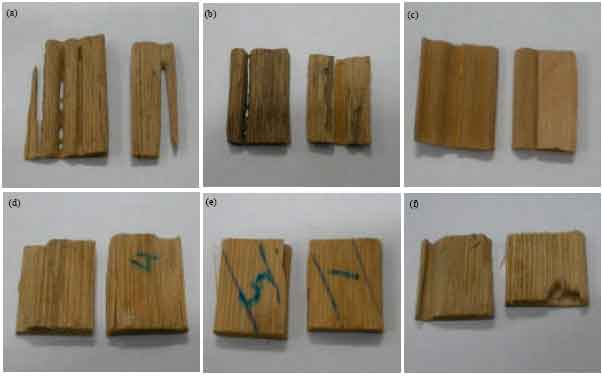Image for - Effects of Chemical Treatments on Durability Properties of Gigantochloa scortechinii Strips and Ply-bamboo