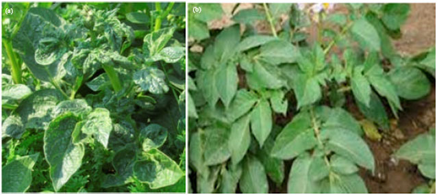 Image for - Biological and Molecular Characterization of Potato virus Y Infecting 
  Potato (Solanum tuberosum) in India