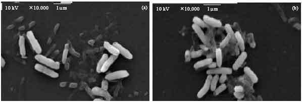 Image for - Preparation of Bacterial Ghosts for E. coli JM109 Using “Sponge-like  Reduced Protocol”