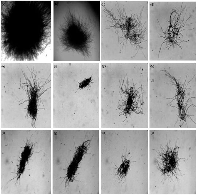 Image for - Influence of Stirrer Speed on the Morphology of Aspergillus carbonarius var (Bainier) Thom IMI 366159 During Raw Starch Digesting Amylase Production
