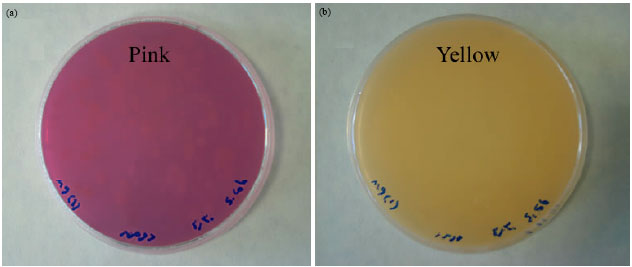 Image for - Isolation and Characterization of a Novel Bacillus sp. Strain that Produces L-asparaginase, an Antileukemic Drug