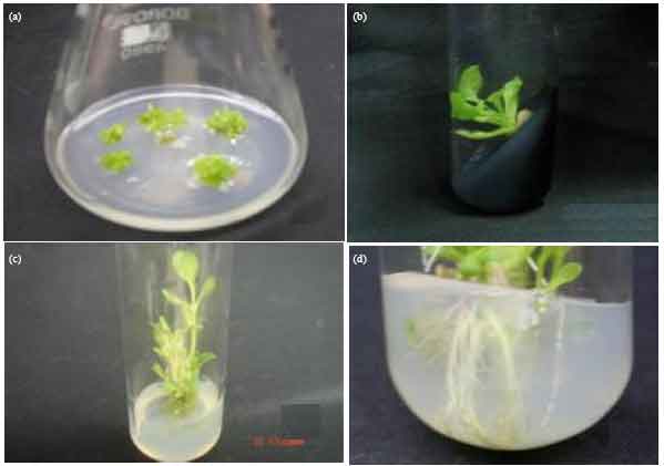 Image for - An Improved Micropropagation Protocol for Plumbago zeylanica L. An Important Medicinal Plant