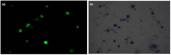 Image for - Antibodies Against Plasmodium berghei Fraction Inhibit Parasite Propagation 
  in vitro