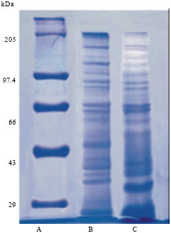 Image for - Antibodies Against Plasmodium berghei Fraction Inhibit Parasite Propagation 
  in vitro