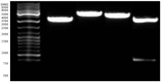 Image for - Expression of Complete Rhoptry Protein 1 (ROP1) Gene of Toxoplasma gondii  in Eukaryotic Cell