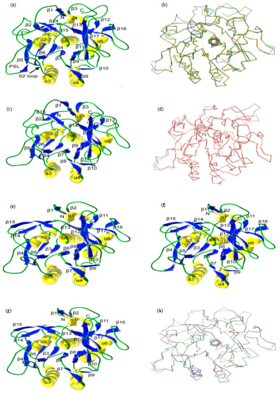 Image for - Cloning, Homology Modeling and Active Site Prediction of Secreted Serine Proteinase (PrDI) and Carboxylesterase (CaDI) Gene from Nematophagous Fungi Dactylellina  cionopaga