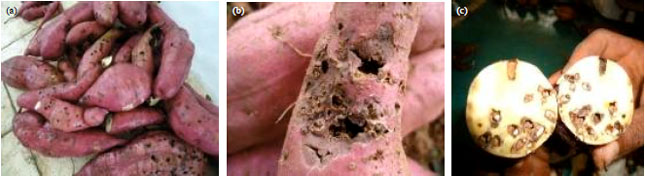 Image for - Economic Importance of Sweetpotato Weevil, Cylas puncticollis B. (Coleoptera: Curculionidae) and its Management in Eastern Oromiya, Ethiopia