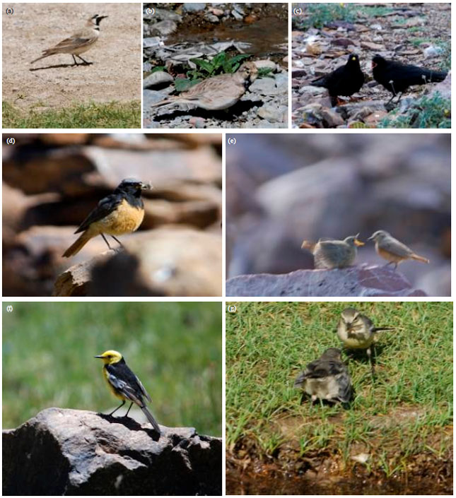 Image for - Passerines Breeding from Chandertal Wetland in Lahaul Spiti District of  Himachal Pradesh, India: A New Record
