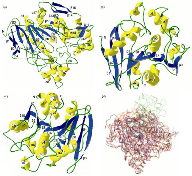 Image for - Cloning, Homology Modeling and Active Site Prediction of Secreted Serine Proteinase (PrDI) and Carboxylesterase (CaDI) Gene from Nematophagous Fungi Dactylellina  cionopaga
