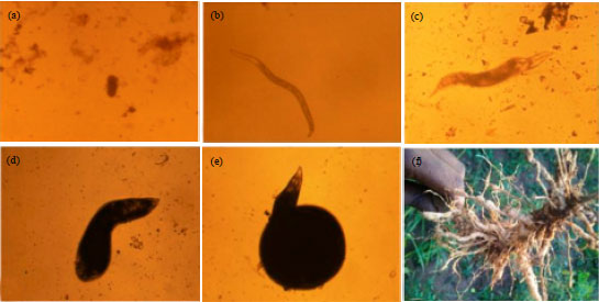 Image for - Characterization of Root-knot Nematodes (Meloidogyne spp.) Associated with Abelmoschus esculentus, Celosia argentea and Corchorus olitorius