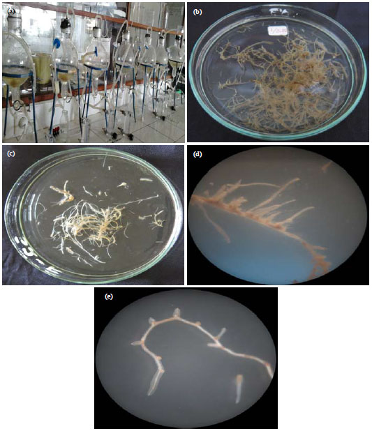 Image for - Optimization of Culture Conditions of Talinum paniculatum Gaertn. Adventitious Roots in Balloon Type Bubble Bioreactor Using Aeration Rate and Initial Inoculum Density