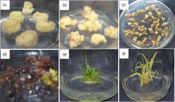Image for - An Efficient Protocol for Agrobacterium-mediated Transformation of Sugarcane by Optimizing of Duration of Co-cultivation and Age of Callus