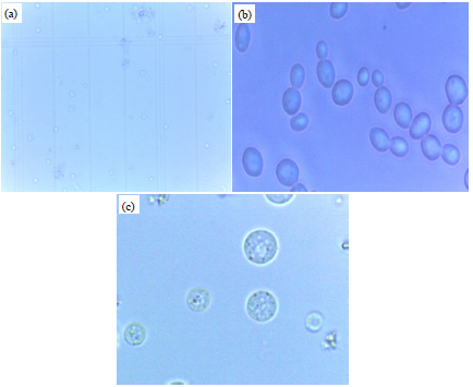 Image for - Optimization of the Protoplast Fusion Conditions of Saccharomyces cerevisiae and Pichia stipitis for Improvement of Bioethanol Production from Biomass