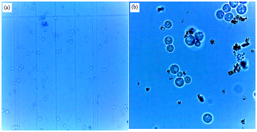 Image for - Optimization of the Protoplast Fusion Conditions of Saccharomyces cerevisiae and Pichia stipitis for Improvement of Bioethanol Production from Biomass